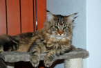 Tabea
