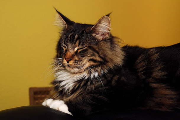 DSC_06022259DSC_0602