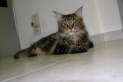 Gipsy (2)