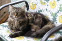 Gipsy (3)