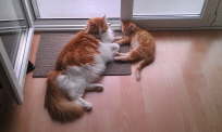 IMG-20130808-WA0000
