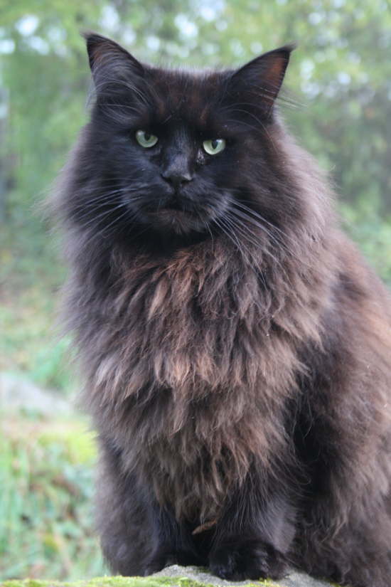 Mia (Rilana)