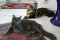 Gipsy & Cloony