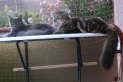 Gipsy & Cloony