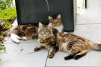 Tabea (vorne) & Tiffany (hinten)
