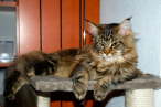 Tabea